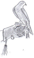 Alice : A female sparrowhawk.