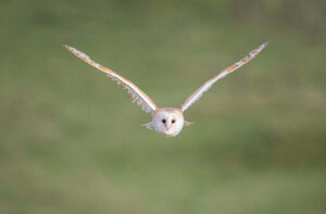 barn owl