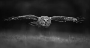 great grey owl