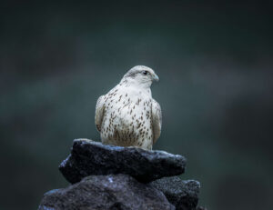 gyr falcon