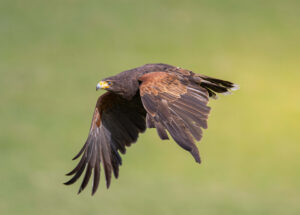 harris hawk