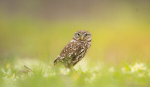 little owl