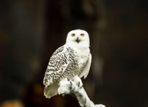 snowy owl