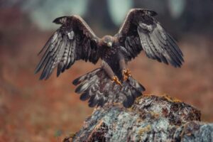 golden eagle landing