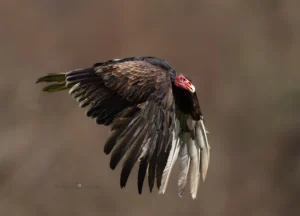 turkey vulture