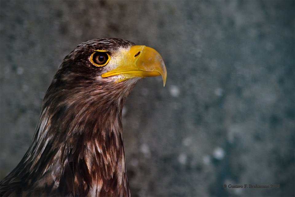 National Bird Of Prey Centre Falconry In Ireland