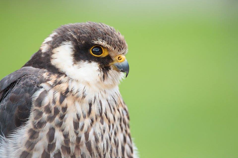 National Bird of Prey Centre | Falconry in Ireland