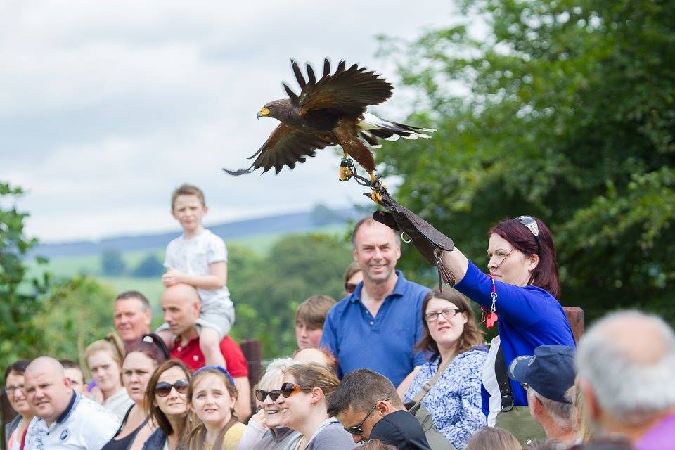 National Bird of Prey Centre - All You Need to Know BEFORE You Go (with  Photos)
