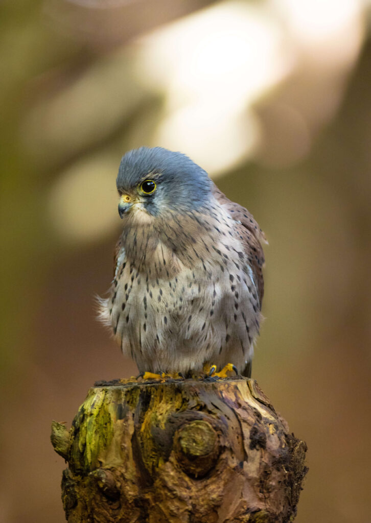 american kestrel