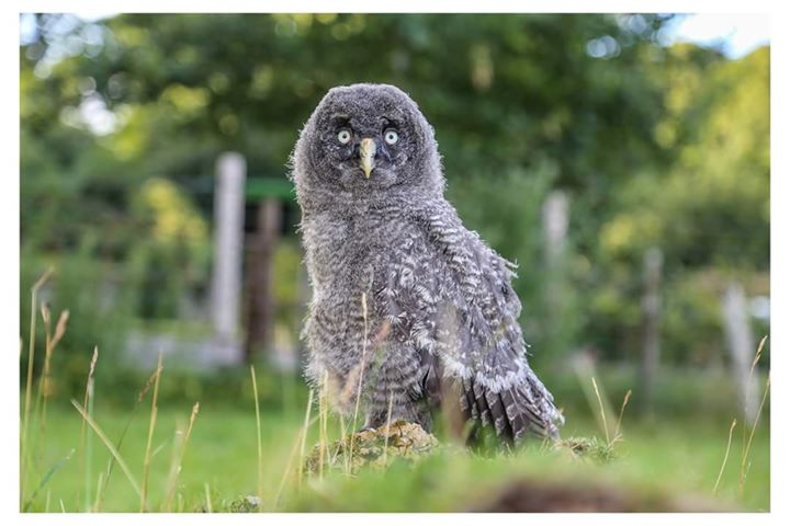 greatgrey