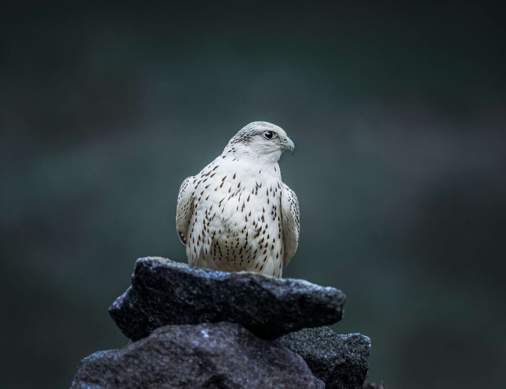 gyr falcon